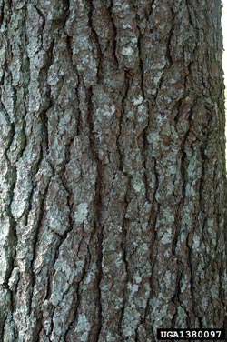 eastern white pine, Pinus strobus  (Pinales: Pinaceae) - 1380097