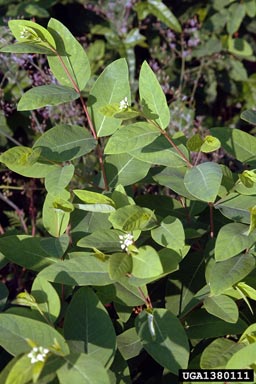 hemp dogbane, Apocynum cannabinum  (Gentianales: Apocynaceae) - 1380111