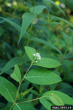 hemp dogbane, Apocynum cannabinum  (Gentianales: Apocynaceae) - 1380119