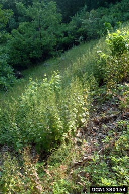 garlic mustard, Alliaria petiolata  (Capparales: Brassicaceae) - 1380154