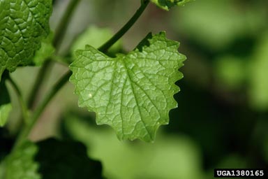 garlic mustard, Alliaria petiolata  (Capparales: Brassicaceae) - 1380165