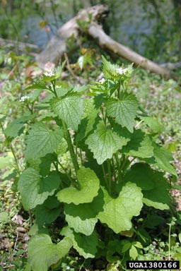 garlic mustard, Alliaria petiolata  (Capparales: Brassicaceae) - 1380166