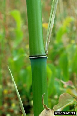 golden bamboo, Phyllostachys aurea  (Cyperales: Poaceae) - 1380173