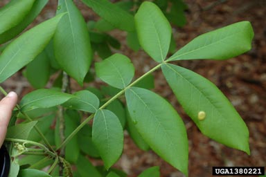 mockernut hickory, Carya tomentosa  (Juglandales: Juglandaceae) - 1380221