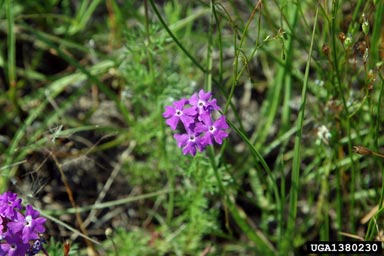 moss vervain, Glandularia pulchella  (Lamiales: Verbenaceae) - 1380230