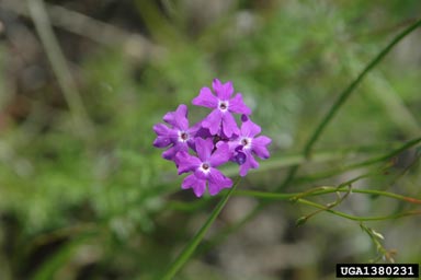 moss vervain, Glandularia pulchella  (Lamiales: Verbenaceae) - 1380231