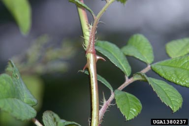 multiflora rose, Rosa multiflora  (Rosales: Rosaceae) - 1380237