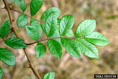 multiflora rose, Rosa multiflora  (Rosales: Rosaceae) - 1380238