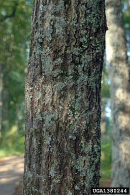 northern red oak, Quercus rubra  (Fagales: Fagaceae) - 1380244