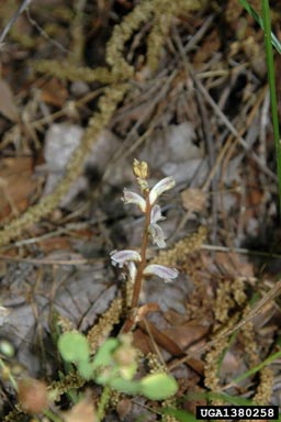 small broomrape, Orobanche minor  (Scrophulariales: Orobanchaceae) - 1380258