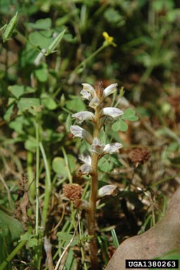 small broomrape, Orobanche minor  (Scrophulariales: Orobanchaceae) - 1380263
