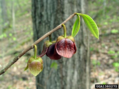 pawpaw, Asimina triloba  (Magnoliales: Annonaceae) - 1380275