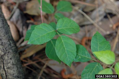 eastern poison-ivy, Toxicodendron radicans  (Sapindales: Anacardiaceae) - 1380302