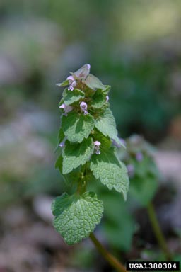 purple deadnettle, Lamium purpureum  (Lamiales: Lamiaceae) - 1380304