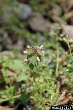 purple deadnettle, Lamium purpureum  (Lamiales: Lamiaceae) - 1380305