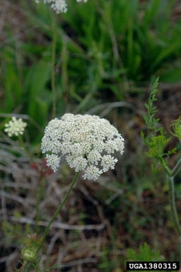 Queen Anne's lace, wild carrot, Daucus carota  (Apiales: Apiaceae) - 1380315