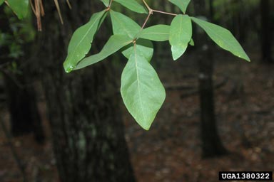 laurel oak, Quercus laurifolia  (Fagales: Fagaceae) - 1380322