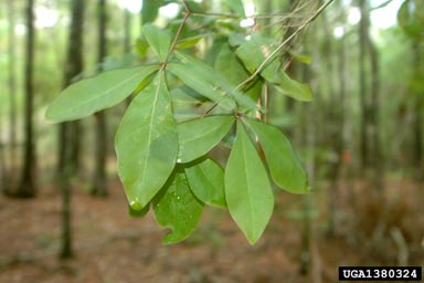laurel oak, Quercus laurifolia  (Fagales: Fagaceae) - 1380324