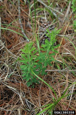 sericea lespedeza, Lespedeza cuneata  (Fabales: Fabaceae (Leguminosae)) - 1380358