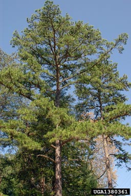 shortleaf pine, Pinus echinata  (Pinales: Pinaceae) - 1380361