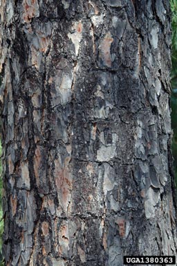 shortleaf pine, Pinus echinata  (Pinales: Pinaceae) - 1380363