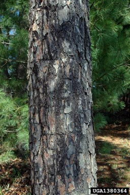 shortleaf pine, Pinus echinata  (Pinales: Pinaceae) - 1380364