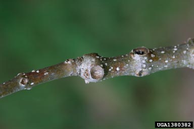 southern catalpa, Catalpa bignonioides  (Scrophulariales: Bignoniaceae) - 1380382