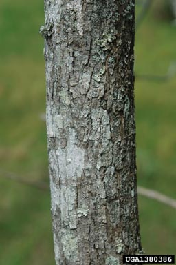southern catalpa, Catalpa bignonioides  (Scrophulariales: Bignoniaceae) - 1380386