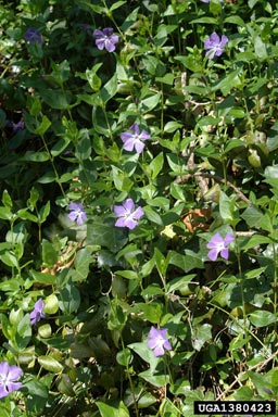 big periwinkle, Vinca major  (Gentianales: Apocynaceae) - 1380423