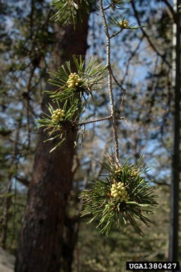 Virginia pine, Pinus virginiana  (Pinales: Pinaceae) - 1380427