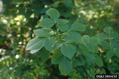 hoptree, Ptelea trifoliata  (Sapindales: Rutaceae) - 1380432