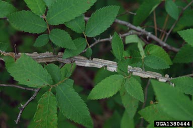 winged elm, Ulmus alata  (Urticales: Ulmaceae) - 1380444