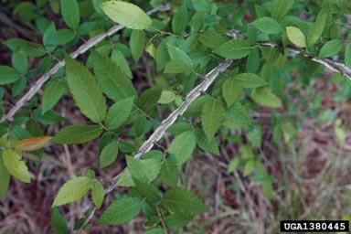 winged elm, Ulmus alata  (Urticales: Ulmaceae) - 1380445