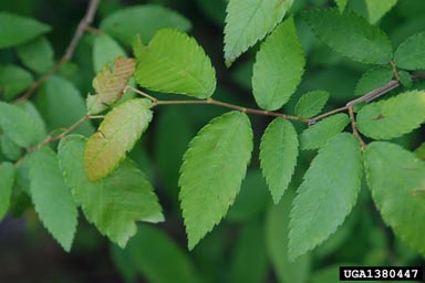 winged elm, Ulmus alata  (Urticales: Ulmaceae) - 1380447