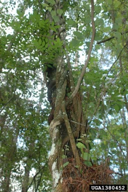Chinese wisteria, Wisteria sinensis  (Fabales: Fabaceae (Leguminosae)) - 1380452