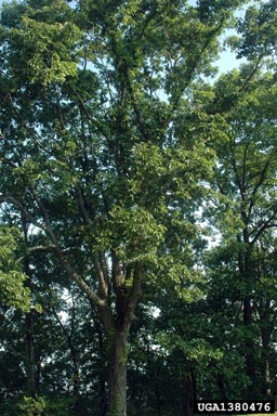 chestnut oak, Quercus prinus  (Fagales: Fagaceae) - 1380476