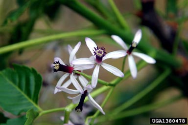 chinaberry, Melia azedarach  (Sapindales: Meliaceae) - 1380478