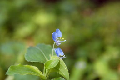 Benghal dayflower, Commelina benghalensis  (Commelinales: Commelinaceae) - 1381002