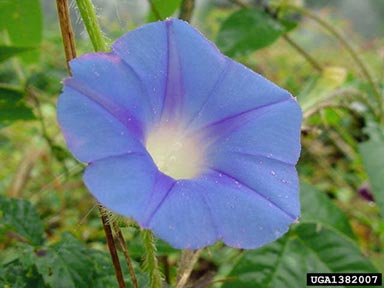 morningglory, Ipomoea spp.  (Solanales: Convolvulaceae) - 1382007
