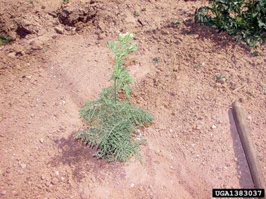 flixweed, Descurainia sophia  (Capparales: Brassicaceae) - 1383037