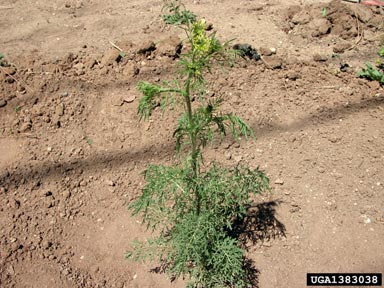 flixweed, Descurainia sophia  (Capparales: Brassicaceae) - 1383038