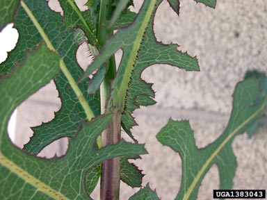 prickly lettuce, Lactuca serriola  (Asterales: Asteraceae) - 1383043