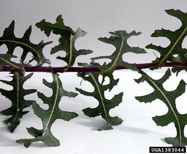prickly lettuce, Lactuca serriola  (Asterales: Asteraceae) - 1383044
