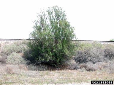 tamarisk, Tamarix spp.  (Violales: Tamaricaceae) - 1383068