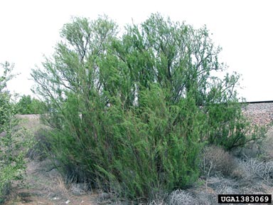 tamarisk, Tamarix spp.  (Violales: Tamaricaceae) - 1383069
