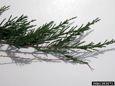 tamarisk, Tamarix spp.  (Violales: Tamaricaceae) - 1383071