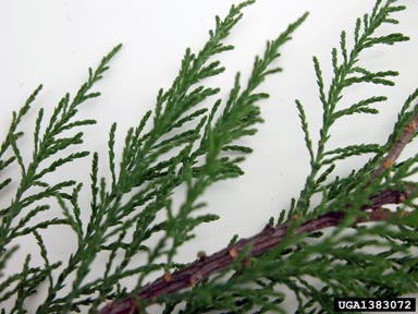 tamarisk, Tamarix spp.  (Violales: Tamaricaceae) - 1383072