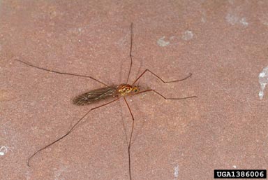 european crane flies, Tipula spp.  (Diptera: Tipulidae) - 1386006