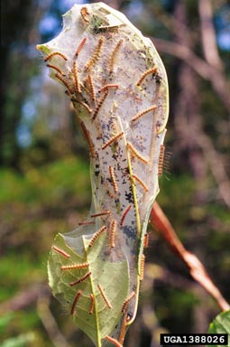 fall webworm (Hyphantria cunea ) on black cherry (Prunus serotina ) - 1388026