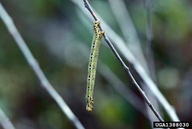 chainspotted geometer (Cingilia catenaria ) on tamarack (Larix laricina ) - 1388030